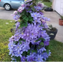 WWATER 25 Seeds Lavender Purple Clematis Flowers Climbing Vine Bush Plant Garden - $10.51