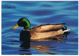 Postcard Canada Mallard Duck 4.5 x 6.5 - £2.36 GBP