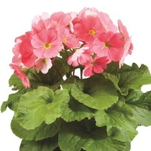 50 Primrose Primula Obconica Original Pink Flower Seeds - $24.85