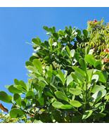 Clusia Rosea - Autograph Tree - Pitch Apple Shrub - Small Rooted Starter - $8.14 CAD