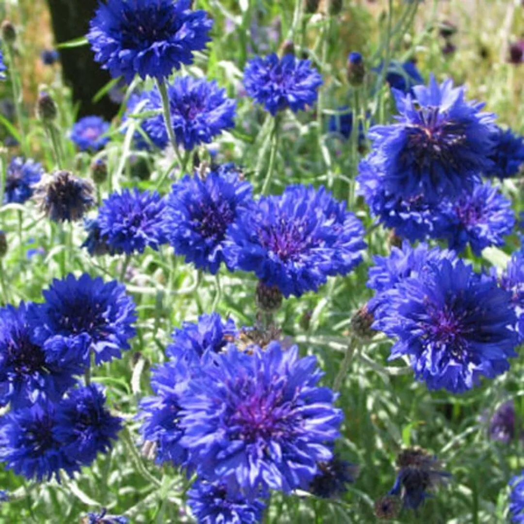 Tall Blue Centaurea Cornflower Bachelor Button Wildflower Flower Seeds 500 Seeds - £8.13 GBP