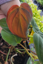 1 Pc Velvet Leaf Bronze Micans Vine Philodendron Micans Live Plant 3&quot; Pot - RK - £25.17 GBP