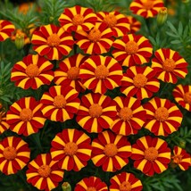 Court Jester Marigold Seeds: Unique Exotic Blooms, Pollinator Friendly - $13.95