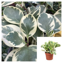 SEPTH 10 Cutting Peperomia Magnoliifolia Variegata Plant Baby Rubber American Li - £4.67 GBP