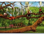 Moss Covered Oaks Audobon Park New Orleans LA UNP Linen Postcard Y6 - $2.92