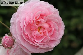 Kiss Me Kate Climbing Rose 3-4&quot; Starter Plant - £15.87 GBP