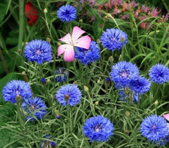 1/4 Oz Blue Bachelor Button Seedstall Blue Cornflower Seeds Bulk Flower ... - £14.28 GBP