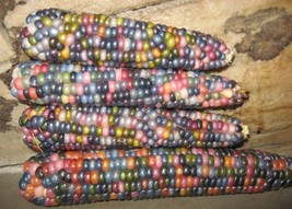 Ornamental Corn Seeds Glass Gem 50 Seeds Popcorn Fresh Garden USA SELLER - £21.59 GBP