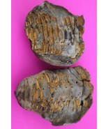 Authentic Trilobite Geode Fossil 450 Million Years Old Morroco Dino Girl... - $41.13 CAD