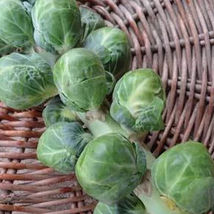 Ship From Us Long Island Improved Brussel Sprout Seeds - 2 Oz Seeds - Farm, TM11 - £39.14 GBP