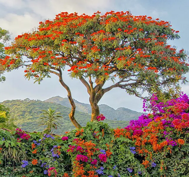 African Tulip Tree 12&quot; Tall Seedling Live Plant Outdoor Gallon - £67.51 GBP