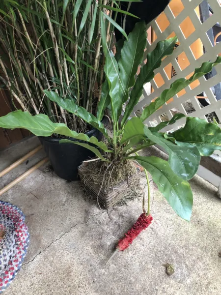 Anthurium Hookeri 2 Year Old Seedlings Hookeri Birds Nest Anthurium Fresh Garden
