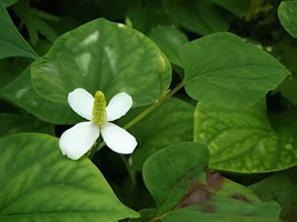 200 Seeds Hot Pure Natural Herba Houttuyniae Chinese Herbal Bonsai - $13.63