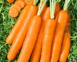 Fancy Nantes Carrot Seeds 1000 Seeds Non Gmo Vegetable Seeds Carrots Fas... - $8.99