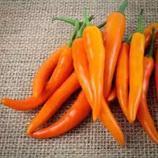 25 Seeds Bulgarian Carrot Pepper Vegetables Planting Edible Food Fresh - £8.17 GBP