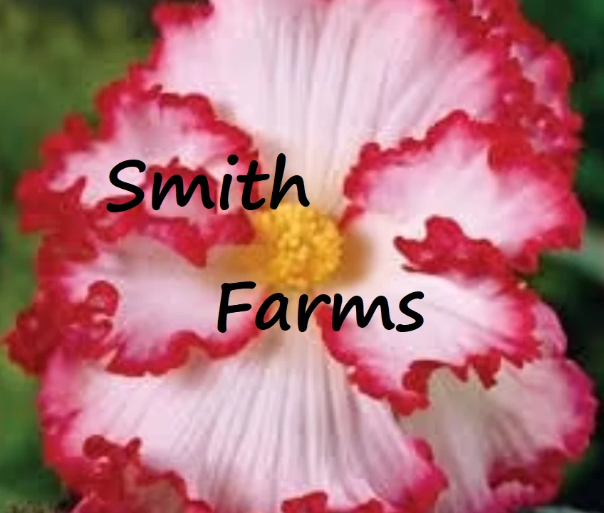 25+ Seeds Pink Tip Begonia Flowers Beautiful Large Blooms Hanging or Garden - $6.94