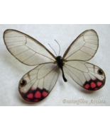 Cithaerias Pyropina Real Purple Glasswing Butterfly Framed Entomology Sh... - $72.99