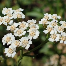 New Fresh Achillea Nobilis Seeds Fresh Organic Noble Yarrow, Allheal, Bloodwort, - £6.30 GBP