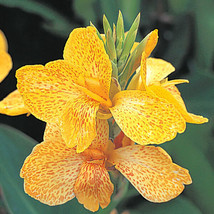 OKB Canna Lily ‘Tropical Yellow’ Live Plant 4” Pot - Bright Yellow Blooms - £23.16 GBP