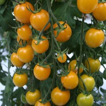AD 50 Seeds Sunlemon Tomato Tomatoe Vegetable Home Garden - €11,31 EUR