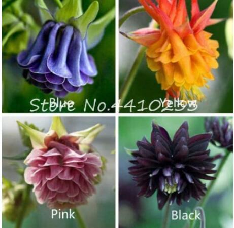 200 Pcs Plant Aquilegia Flower Mixed European Perennial Flower Plant Emb... - $13.82