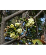 20 Seeds Silk Cotton Tree Ceiba pentandra Pre-Stratified Fresh Seeds - $4.56