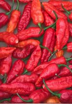 Lot Of 3 Red Ghost Bhut Jolokia 60 Day Old Super Hot Pepper Live Plants ... - $83.50