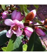 US Seller Fairy Blush Michelia Doltsopa Magnolia Tree Pink Fragrant Bloo... - $108.98