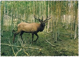 Postcard Wapiti Deer Animals In The Forest Camping De Roos Holland Nethe... - $2.11