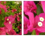 RIJNSTAR PINK Bougainvillea Small Well Rooted Starter Plant - $40.93