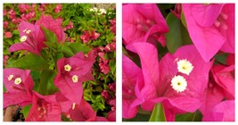Rijnstar Pink Bougainvillea Small Well Rooted Starter Plant - £32.37 GBP