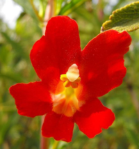 100 Pc Seeds Red Twinkle Red Monkey Flower,Mimulus Hybridus Twinkle Red Seeds RK - £13.49 GBP