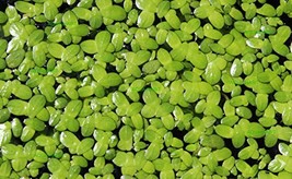 Duckweed (Lemna Minor) - 100/200/500 Live Plants (100) by Aqua Habit - €12,09 EUR