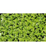 Duckweed (Lemna Minor) - 100/200/500 Live Plants (100) by Aqua Habit - $19.14 CAD