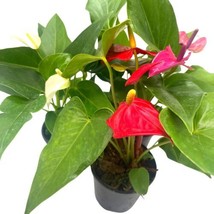 Colorful Anthurium Assortment, 4 inch Set of 3, Different Color Flowers - £37.12 GBP