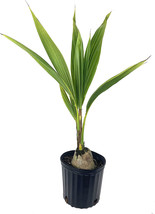 Sprouted Cocos Nucifera Green Coconut Seed Plant Palm Tree (One) 24&quot; Tall - £70.95 GBP