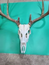 H68 Whitetail Deer Skull Plate Antler - £59.31 GBP