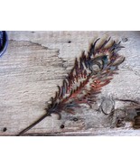 Peacock Feather - Metal Wall Art - Copper 22&quot; x 7 1/4&quot; - $33.23