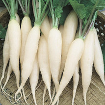 SML White Icicle Radish Seeds 100 Organic Florida Grown Mild Flavor Bulk... - $12.69