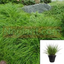 Carex Speciosa Velebit Humilis 10packs of 1Quart plants Sedge Grass - £142.10 GBP