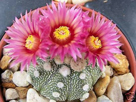 Astrophytum Super Kabuto Red Flower Rare Cacti 10 Seeds - £7.02 GBP