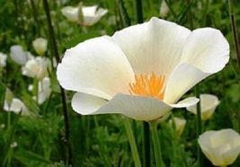 50 &quot;White Linen&quot; California Poppy Seeds Flower Re-Seeding Papaver - £14.20 GBP