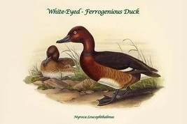 Nyroca Leucophthalmus - White-Eyed - Ferrogenious Duck by John Gould - Art Print - £17.68 GBP+