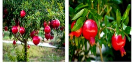 DWARF Pomegranate Tree 20 Seeds Punica granatum Nana Garden Fruit House Plant - £16.02 GBP