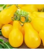 Yellow Pear Tomato 50 Seeds  Heirloom NON-GMO Fresh Vegetable Seeds - £5.89 GBP