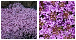 2000 Seeds Creeping Thyme Beautiful Blooms Dwarf Garden - £20.77 GBP