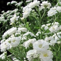 VP Baby&#39;S Breath Snowflake North American Perennial Flowers Non-Gmo 300 ... - $6.38