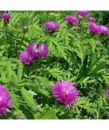 HS Cornflower Dealbata 25 Seeds  - $8.23 CAD