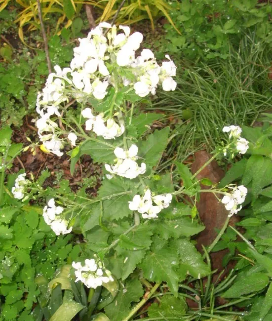 30 White Flowered Money Plant Seeds ( Lunaria Annua ) Fresh Garden - £8.36 GBP