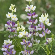 25 Lilac Javelin Lupine Seeds Flower Perennial Hardy Flowers Seed - £7.93 GBP